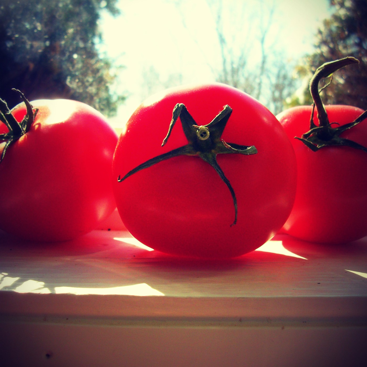 tomatoes